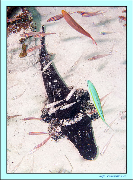 2011 - 08 - Borneo - Mataking 41